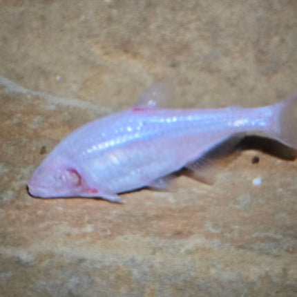 Blind cave tetra 3cm