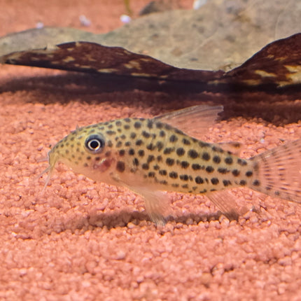 Corydoras araguaiensis C68 3cm