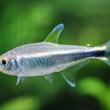 Metae tetra 2.5cm