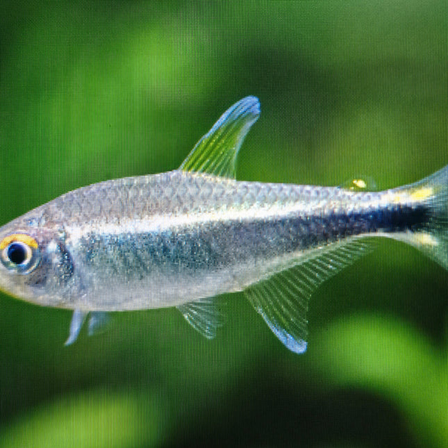 Metae tetra 2.5cm