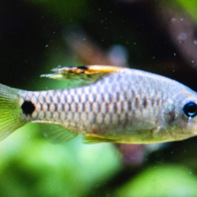 Draped fin barb 2cm