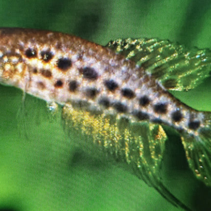 Cynolebias constancea 3-4cm