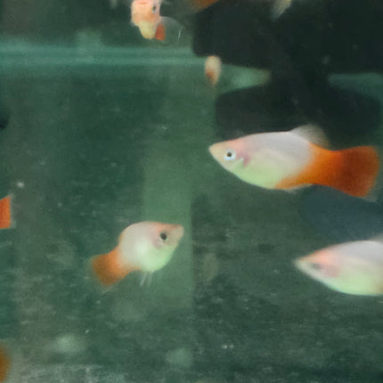 Red Marboro platy 3cm