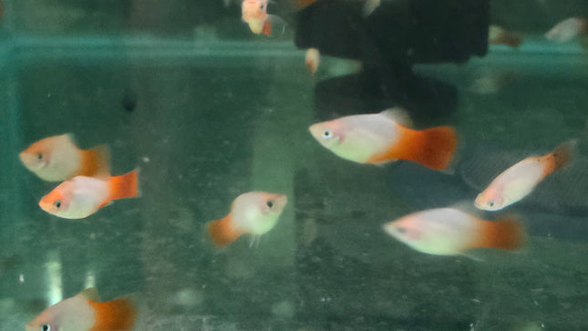 Red Marboro platy 3cm