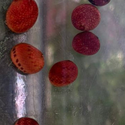 Red pumpkin snail 1cm