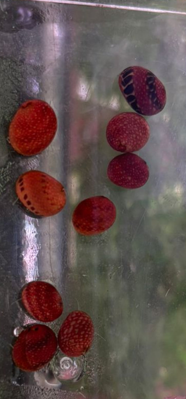 Red pumpkin snail 1cm