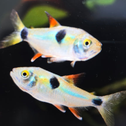 Bucktooth tetra 3cm