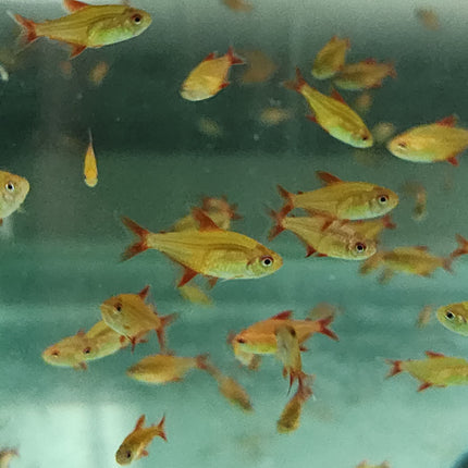 Red Cherry tetras 2.5-3cm
