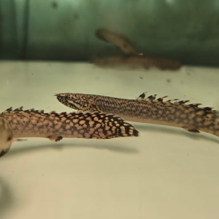 Polypterus ornatipinnis 7-8cm
