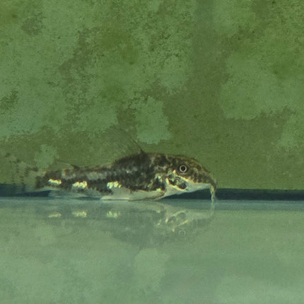 Corydoras barbatus 3cm