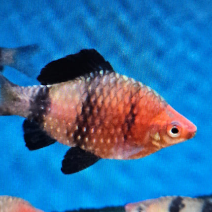 Black ruby barb 3cm