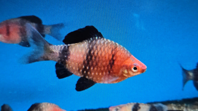 Black ruby barb 3cm