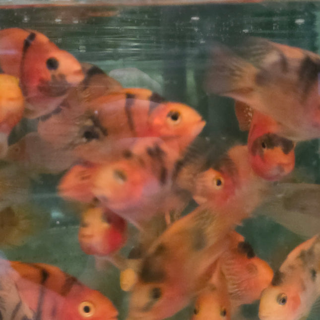 Red and black parrot cichlid 6-7cm
