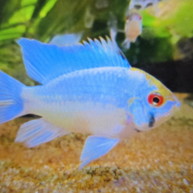 Electric blue ram 3cm