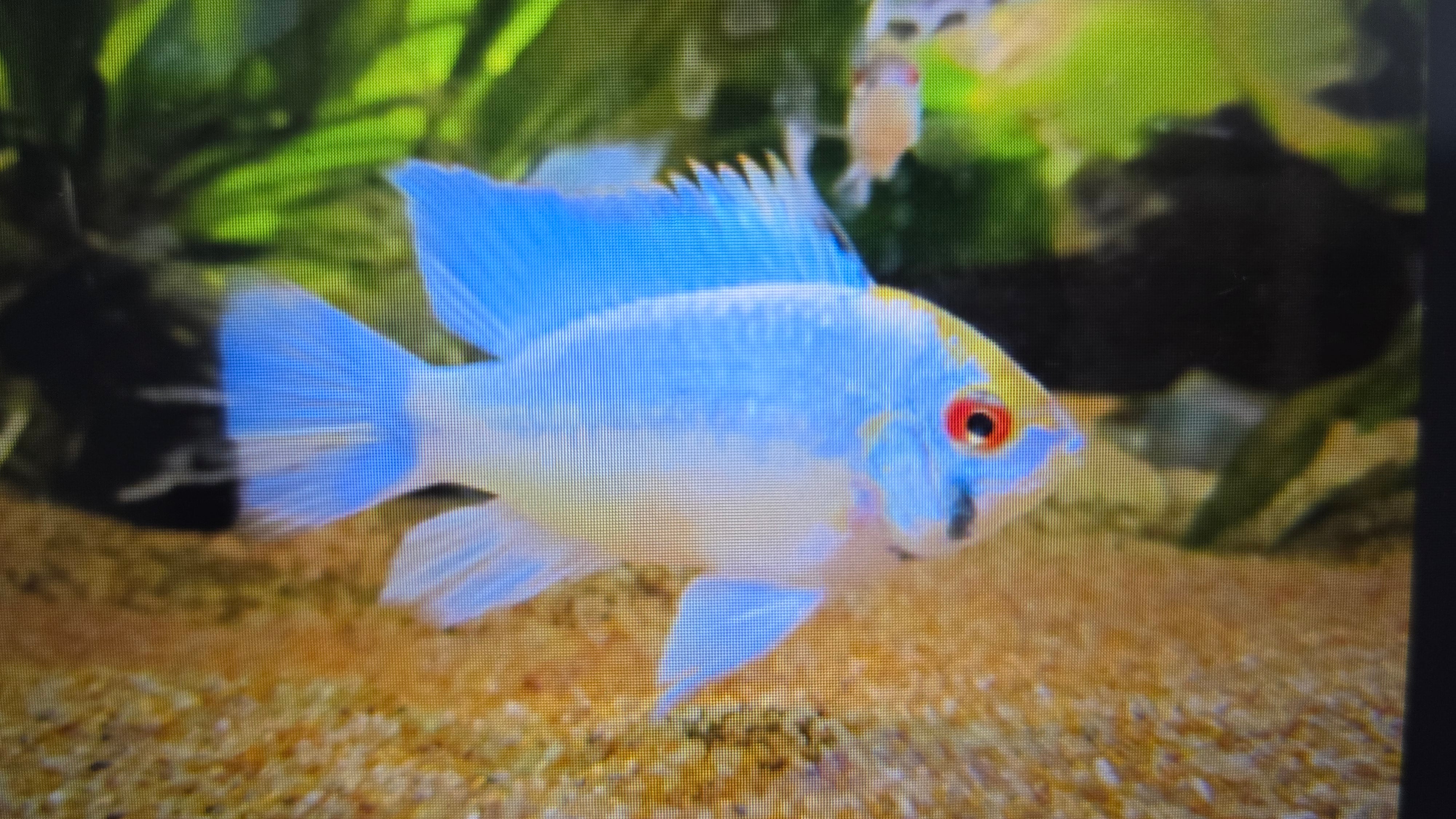 Electric Blue Rwm Electric blue ram 3cm – Fishlist by Desmond Lim
