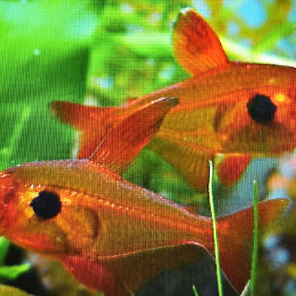 Red phantom tetra 2.5cm