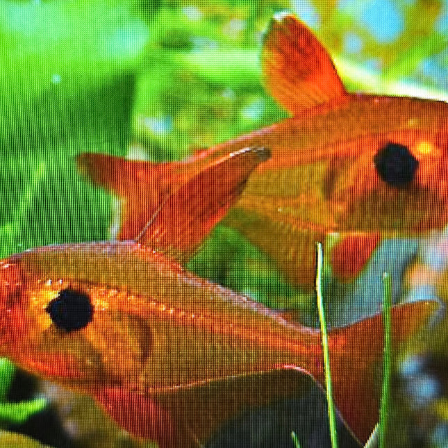 Red phantom tetra 2.5cm