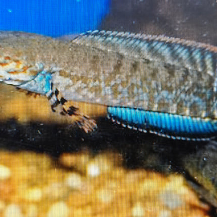 Channa Bleheri 7-10cm