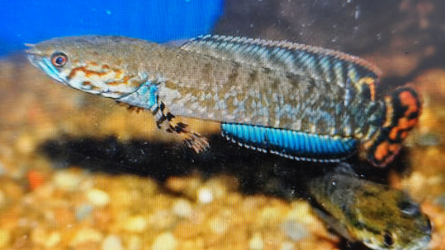 Channa Bleheri 7-10cm