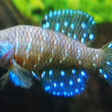 Austrolebias nigripinnis 3-4cm