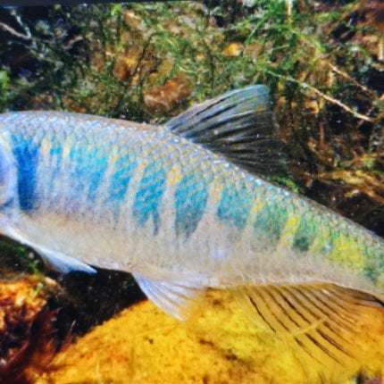 Zacco platypus 8-10cm