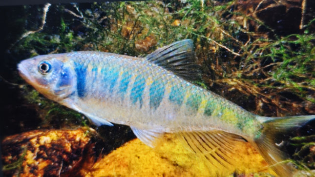 Zacco platypus 8-10cm