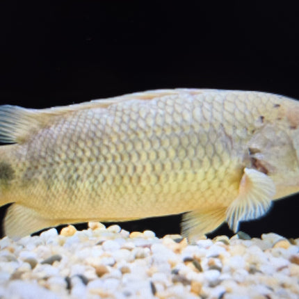 Climbing perch 8-12cm