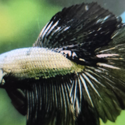 Betta male halfmoon black dragon 4cm