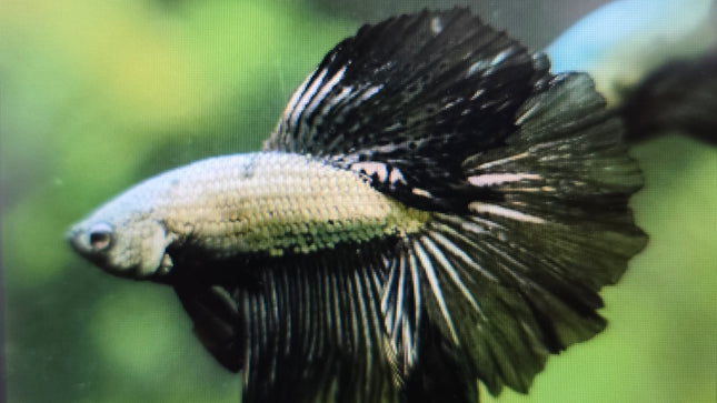 Betta male halfmoon black dragon 4cm