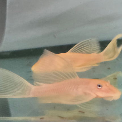 Pleco L144 blue eye longfin 4-5cm
