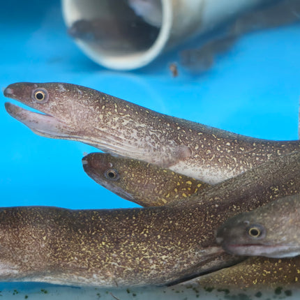 Marbled moray eel 10-12"