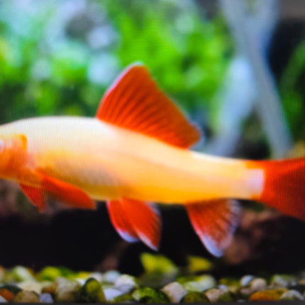 Albino Rainbow Shark 5cm
