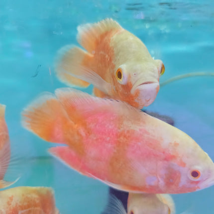 Albino red oscar 10-12cm