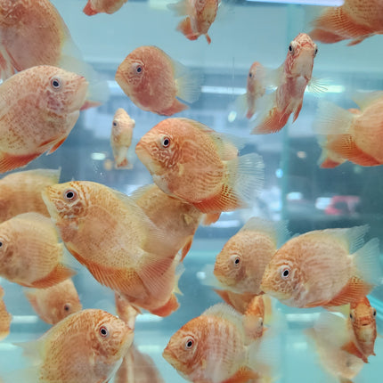 Red severum 5-6cm