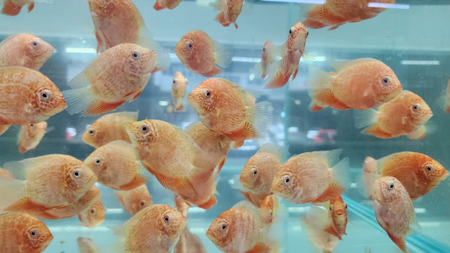 Red severum 5-6cm
