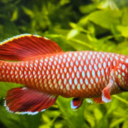 Nothobranchius korthausae 3-4cm