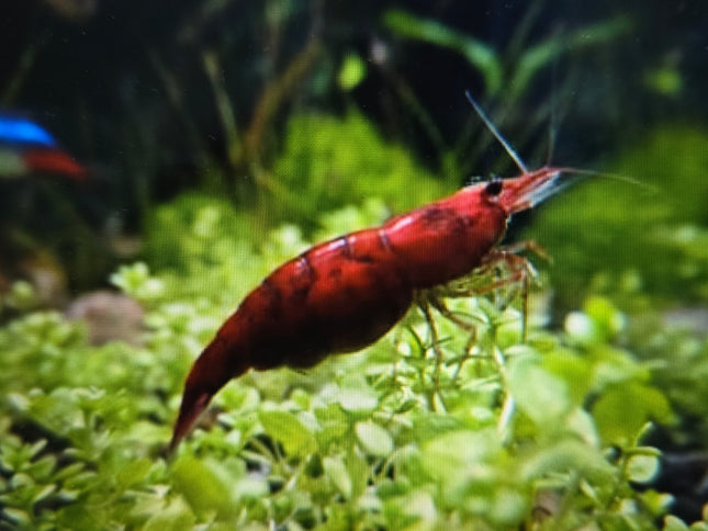 Bloody Mary shrimp 1-1.5cm