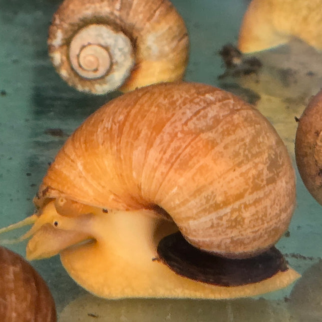 Golden apple snail 3-4cm