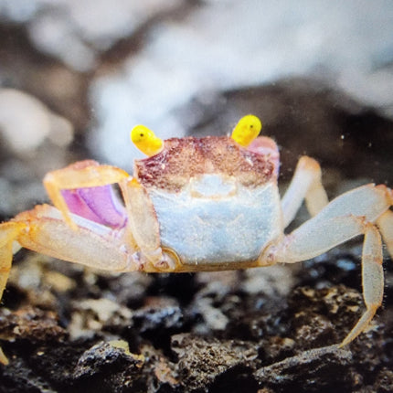 Orchid vampire crab 2cm x 5pc