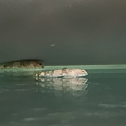 Dragon microgoby 2.5cm