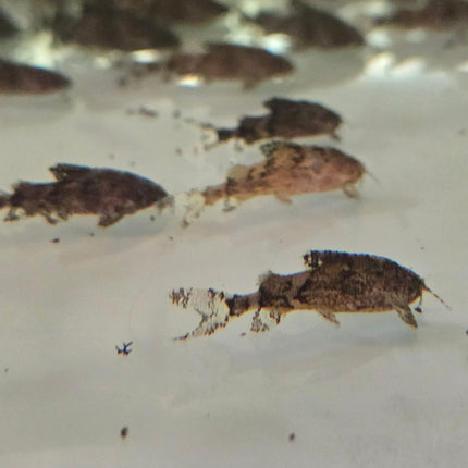 Hara hara 1.5cm