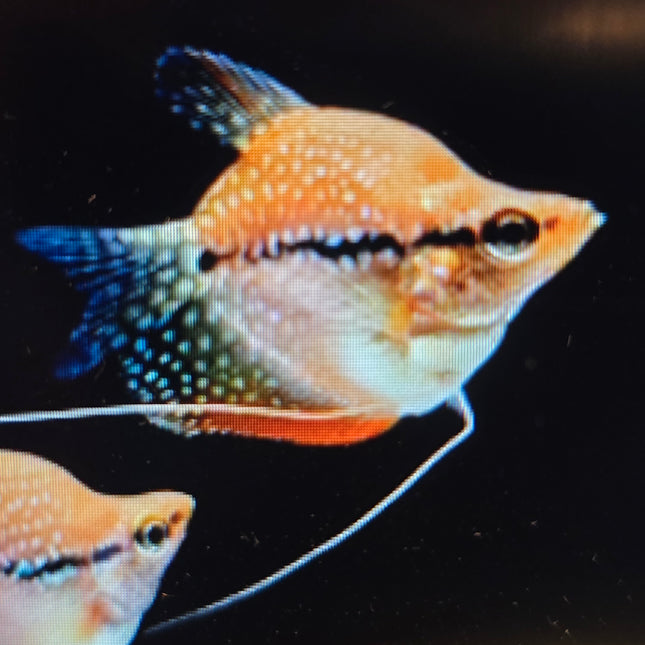 Shortbody Pearl gourami 3-4cm