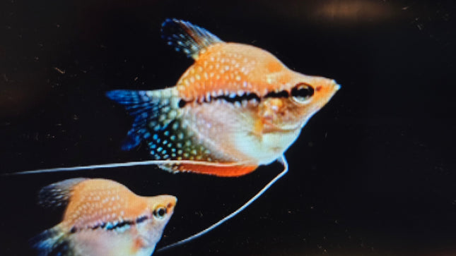 Shortbody Pearl gourami 3-4cm