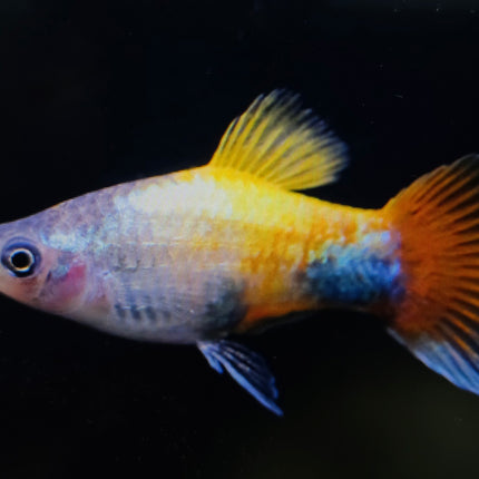 Blue butterfly platy 3cm