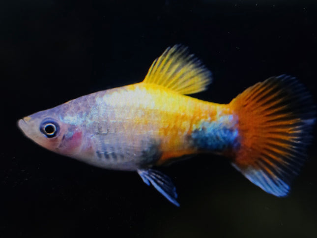 Blue butterfly platy 3cm