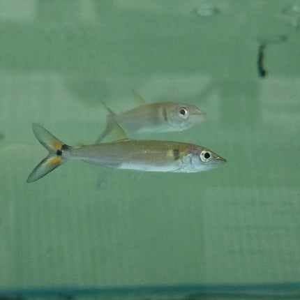 Red tail barracuda 5-6cm
