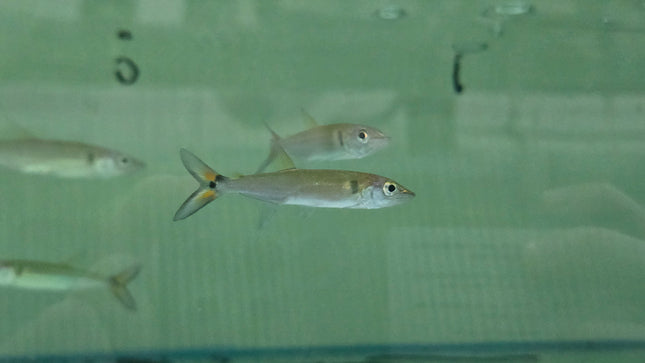 Red tail barracuda 5-6cm