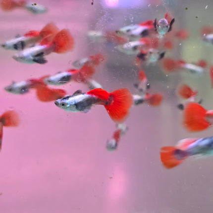 Guppy male silver body dumbo ear 2.8cm