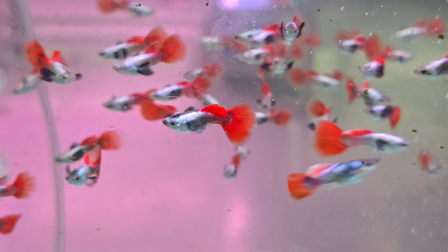 Guppy male silver body dumbo ear 2.8cm