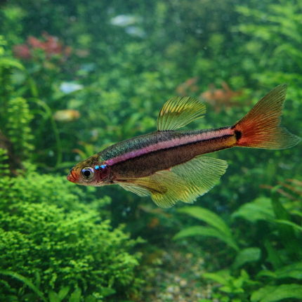 Longfin white cloud mountain minnow 2.5cm